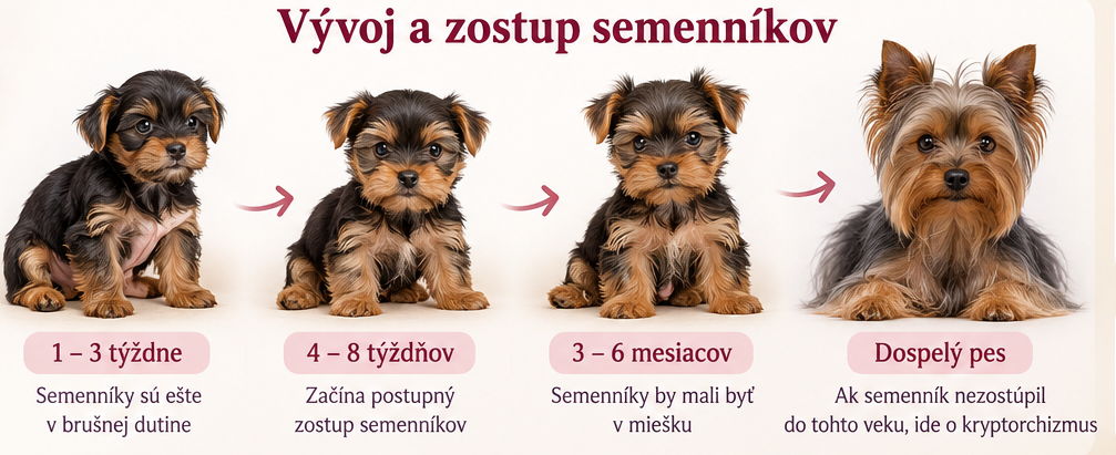 Nezostúpené semenníky u yorkšíra